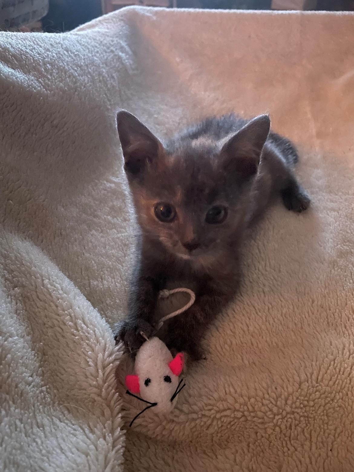 Huskat Bibbi billede 2