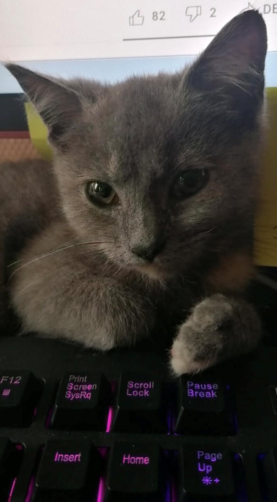 Huskat Bibbi billede 1