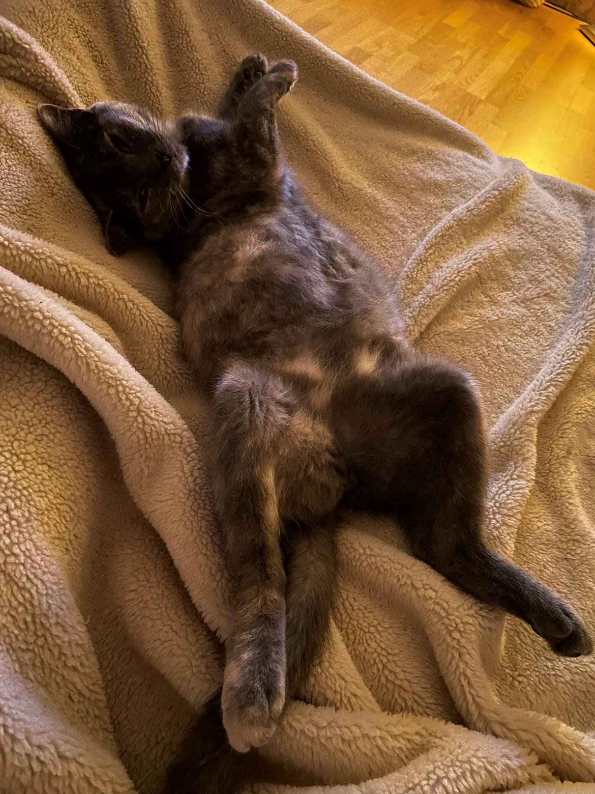 Huskat Bibbi billede 3