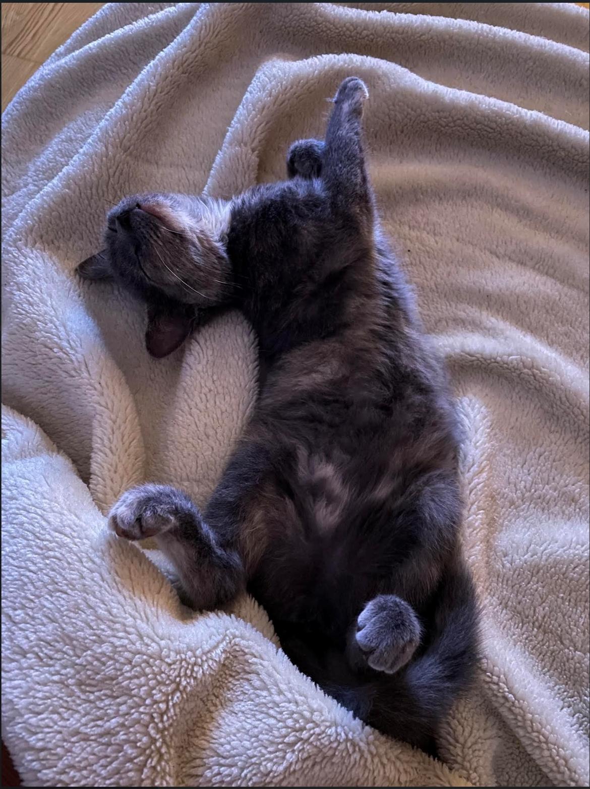 Huskat Bibbi billede 5