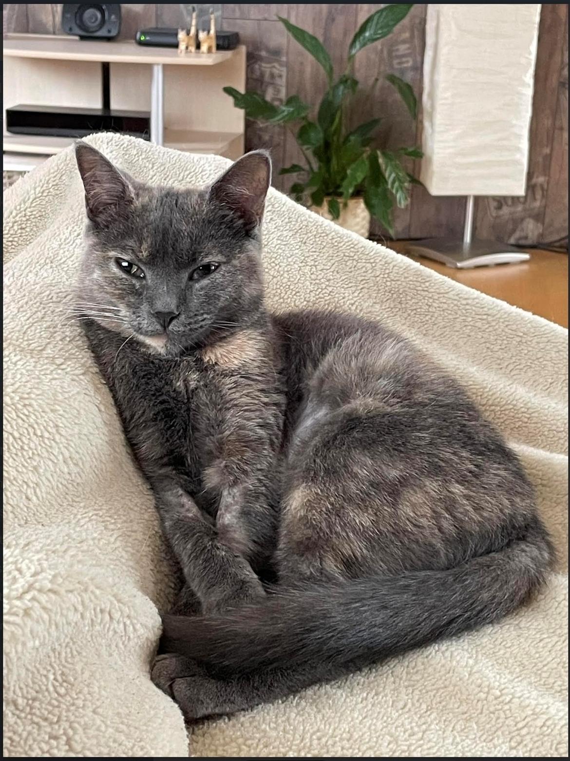 Huskat Bibbi billede 4