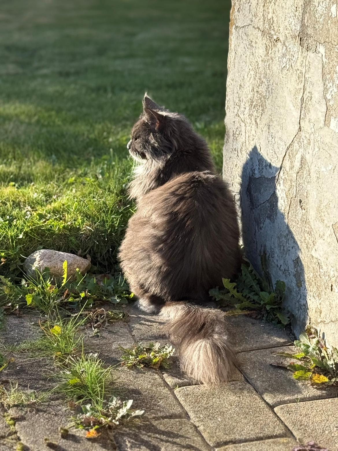 Maine Coon Ake Alma Aflivet  billede 32