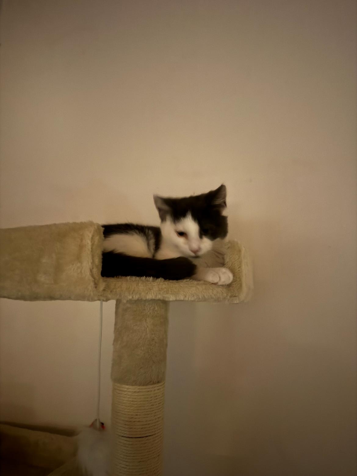 Huskat Nala billede 1