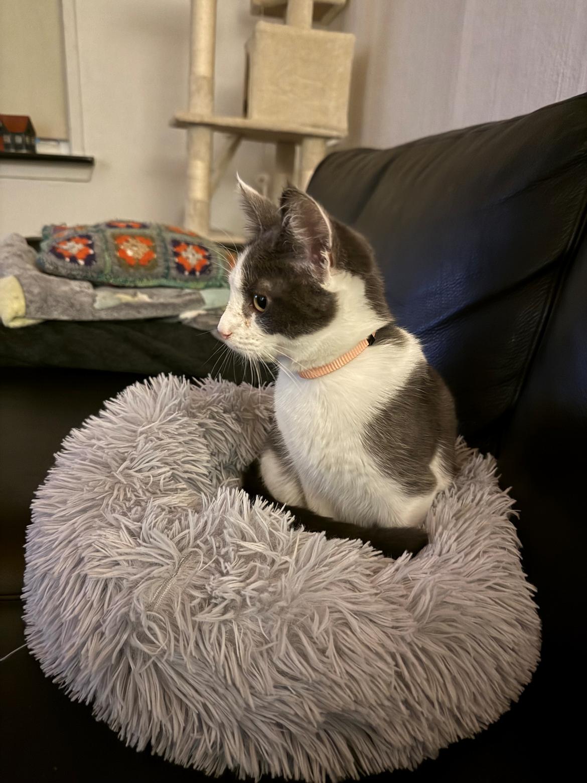 Huskat Nala billede 3