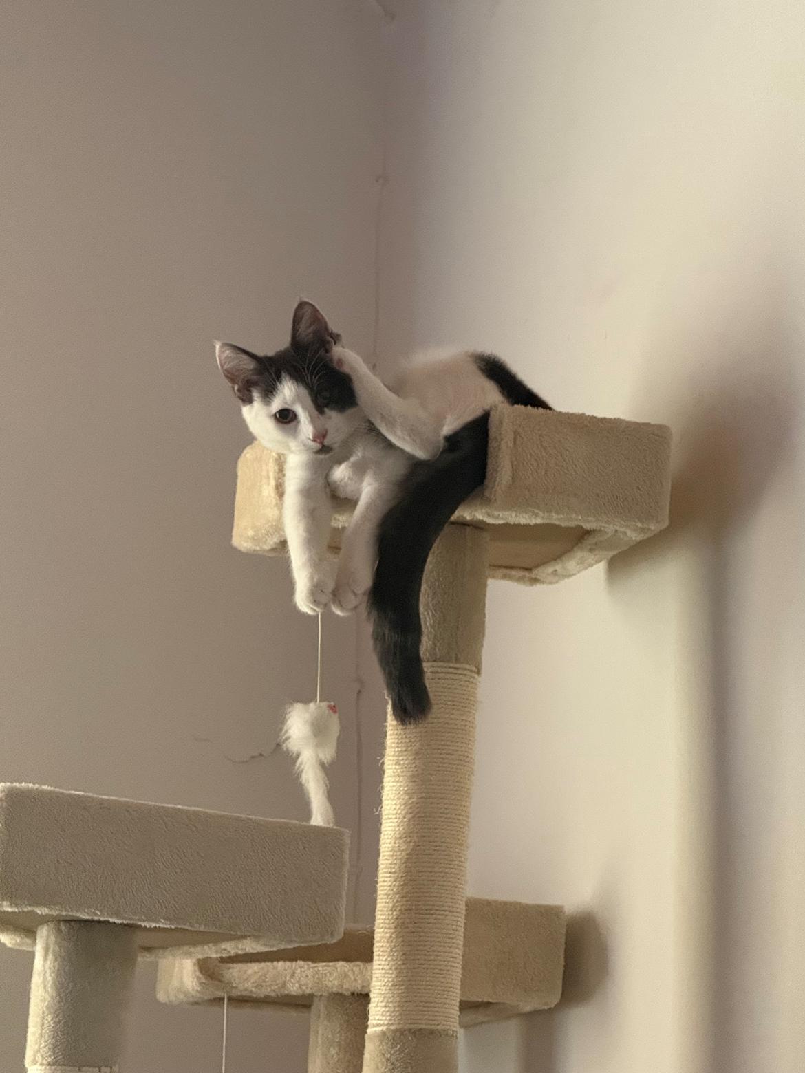 Huskat Nala billede 4