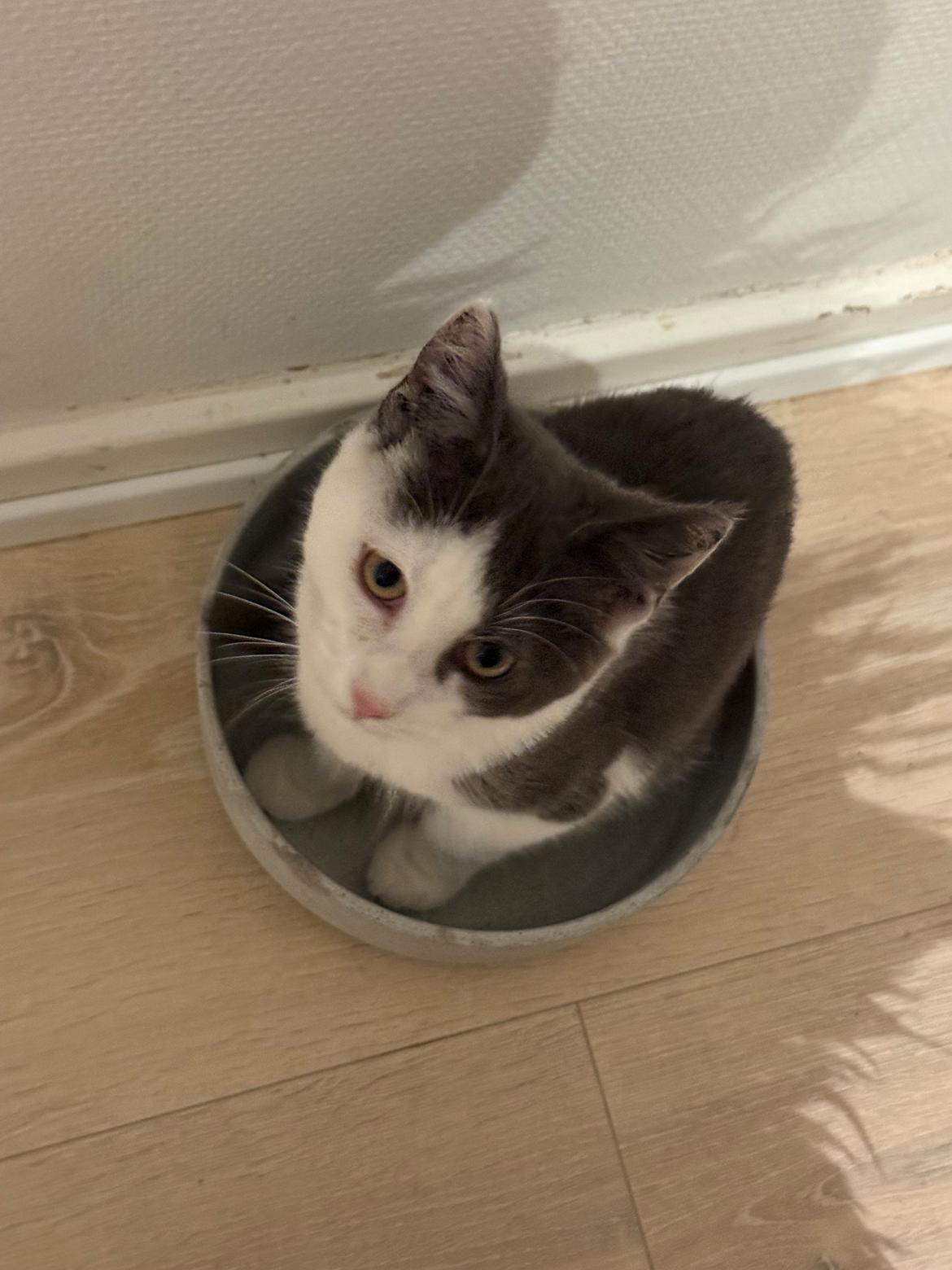 Huskat Nala billede 5