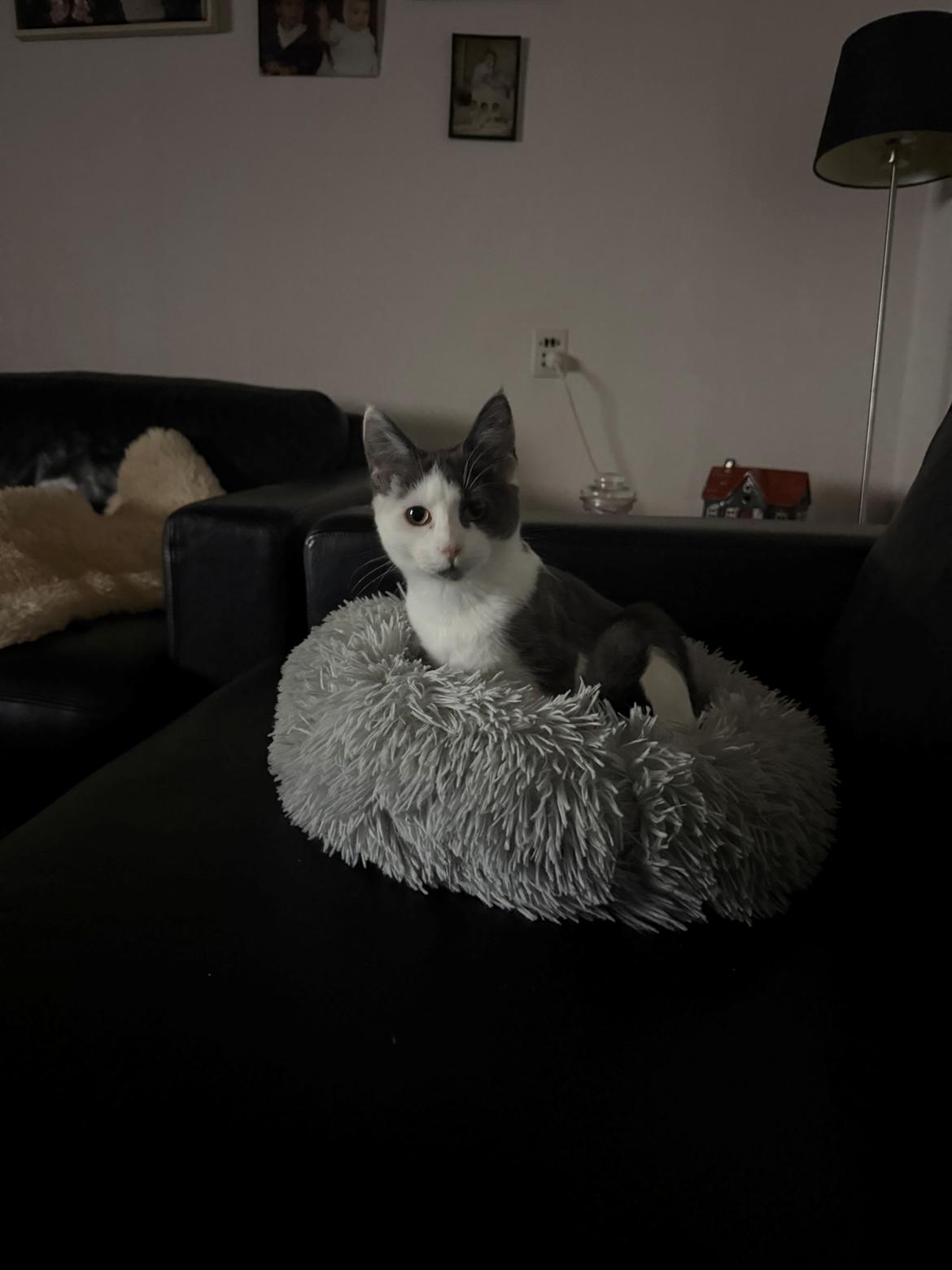 Huskat Nala billede 6