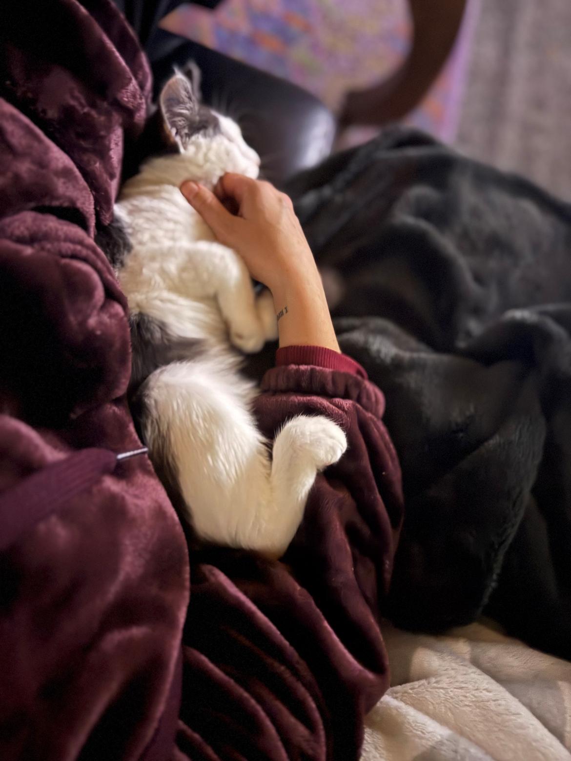 Huskat Nala billede 7