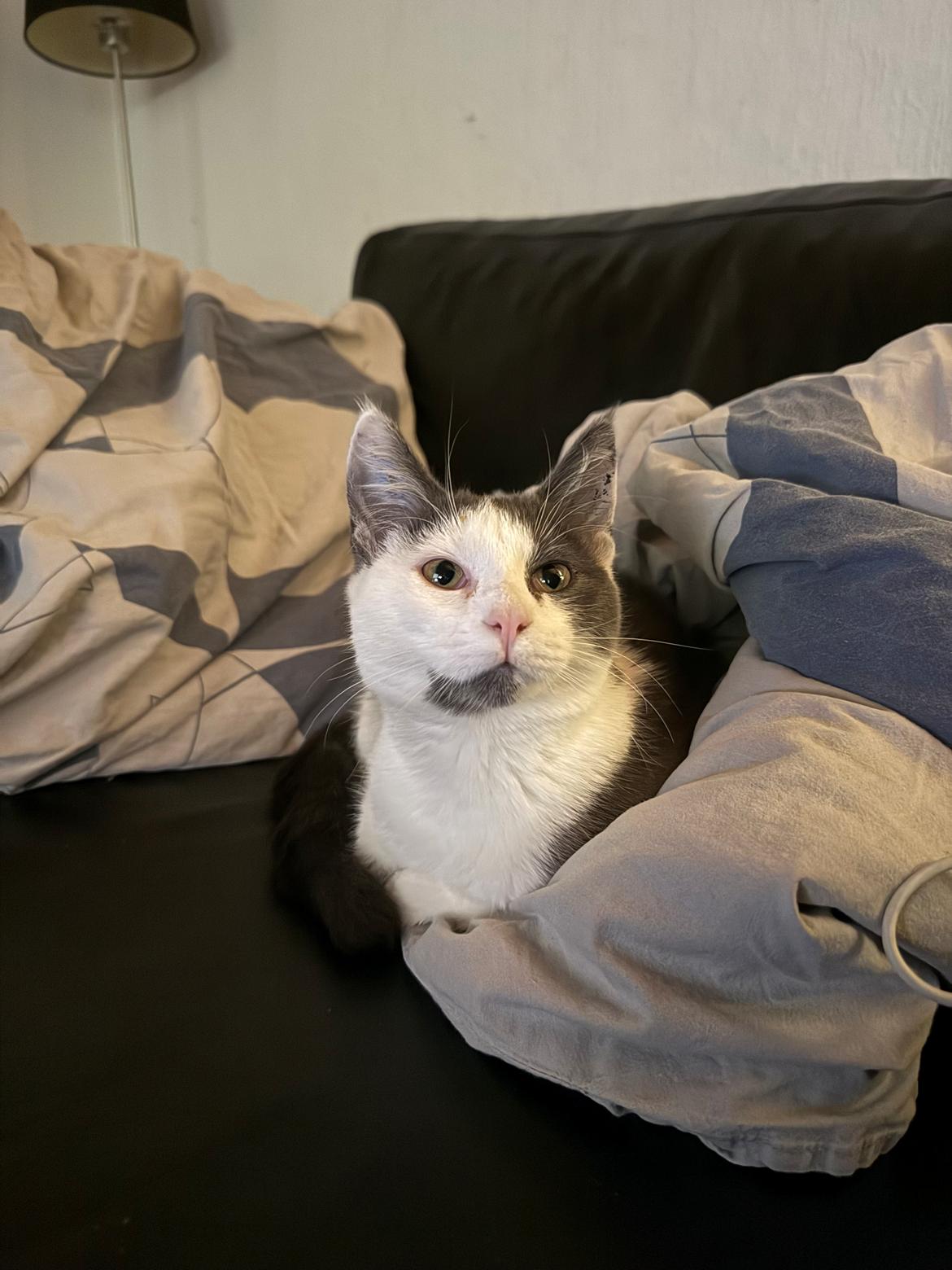 Huskat Nala billede 8