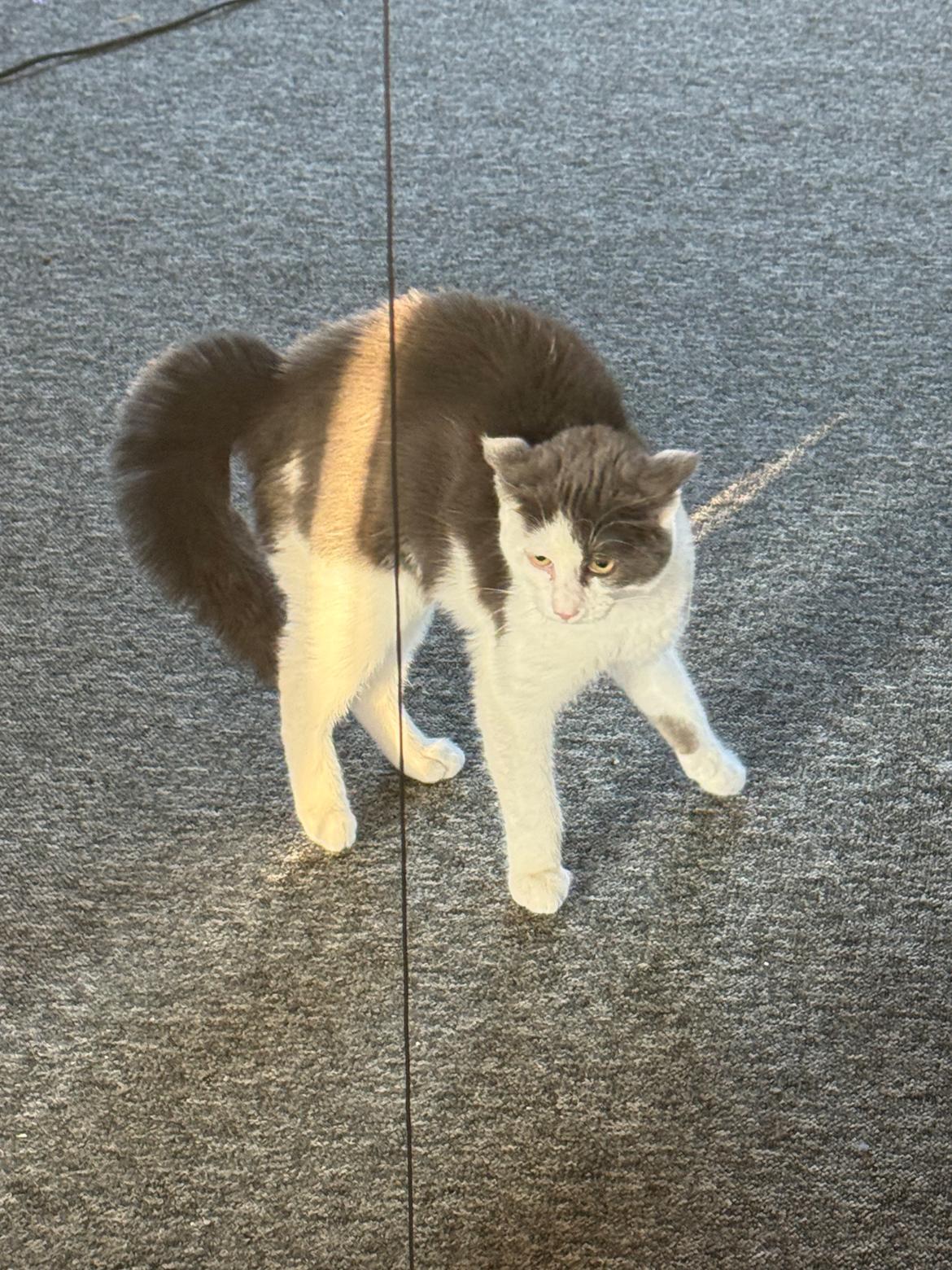 Huskat Nala billede 10