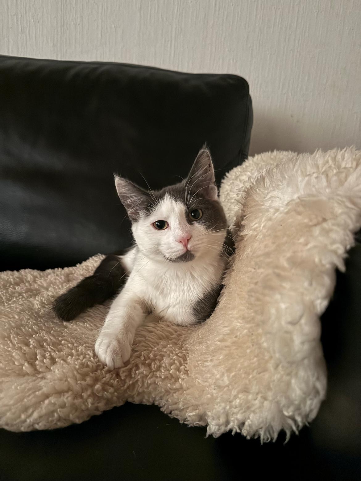 Huskat Nala billede 15