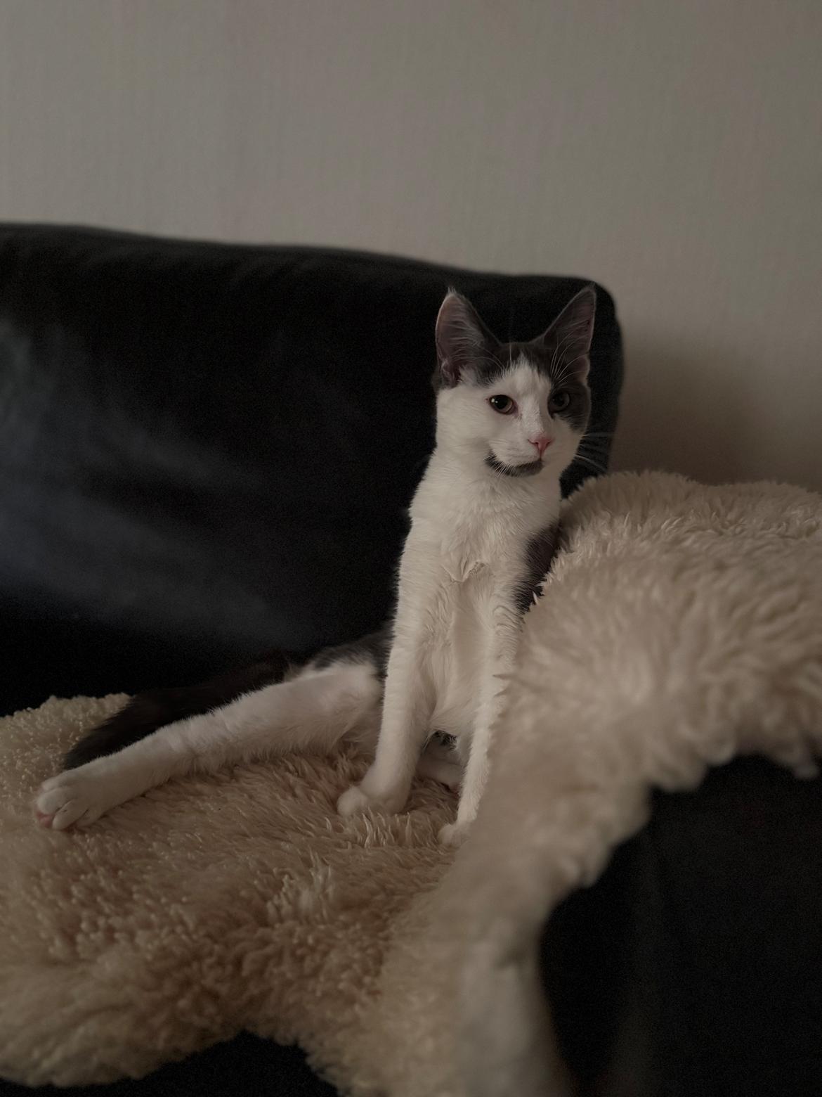 Huskat Nala billede 13