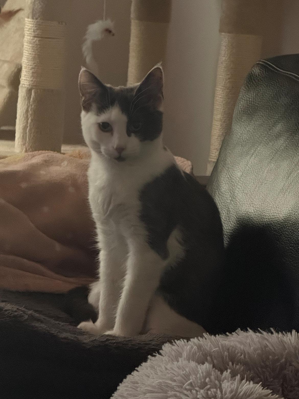 Huskat Nala billede 14