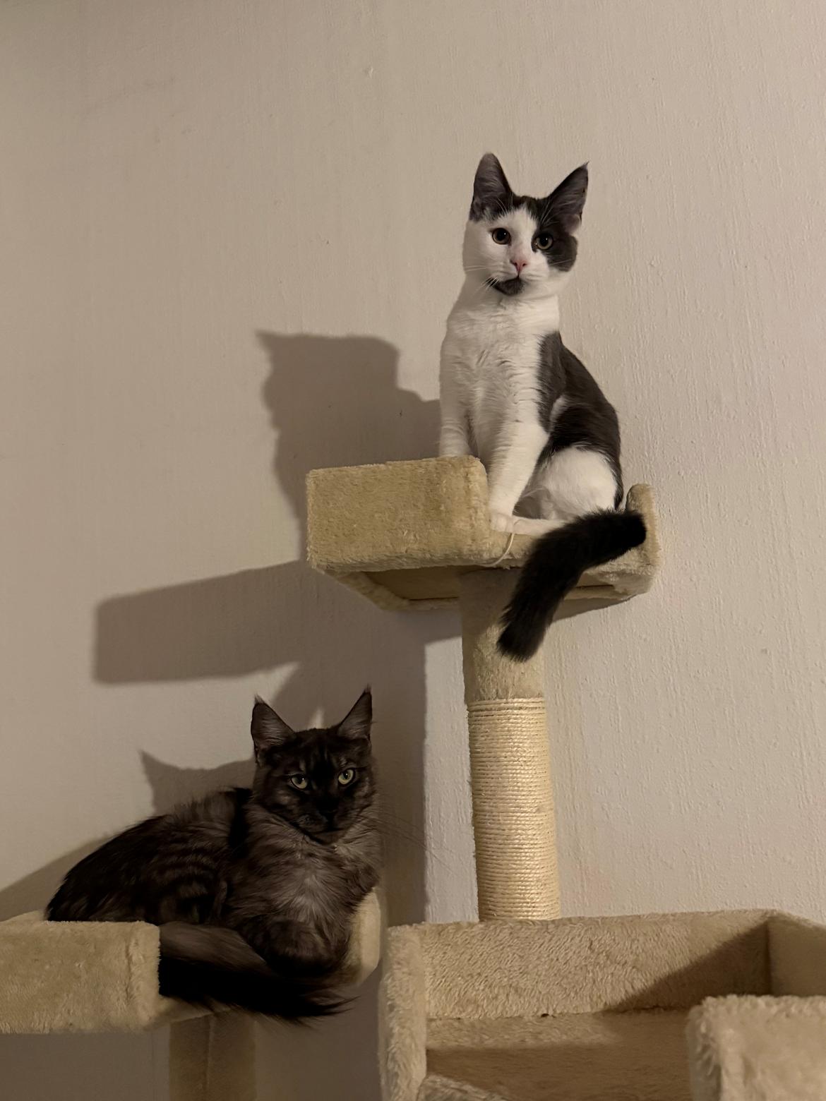 Huskat Nala billede 16