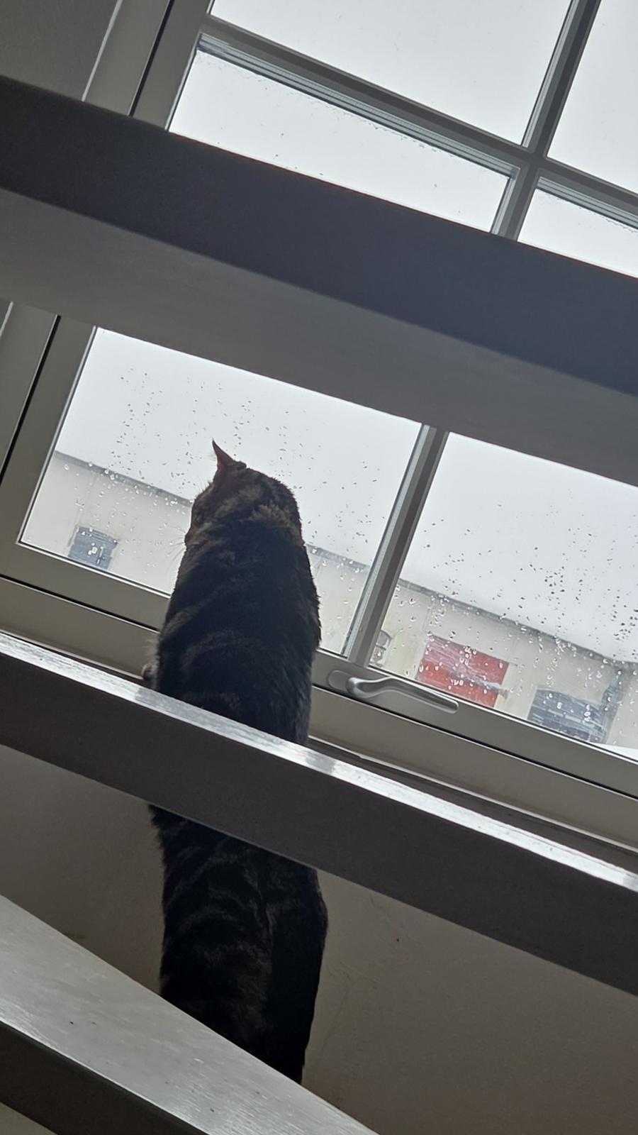 Huskat Kenai billede 6