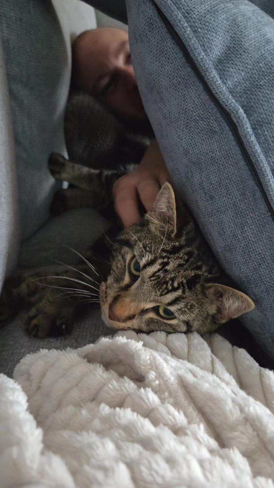 Huskat Kenai billede 2