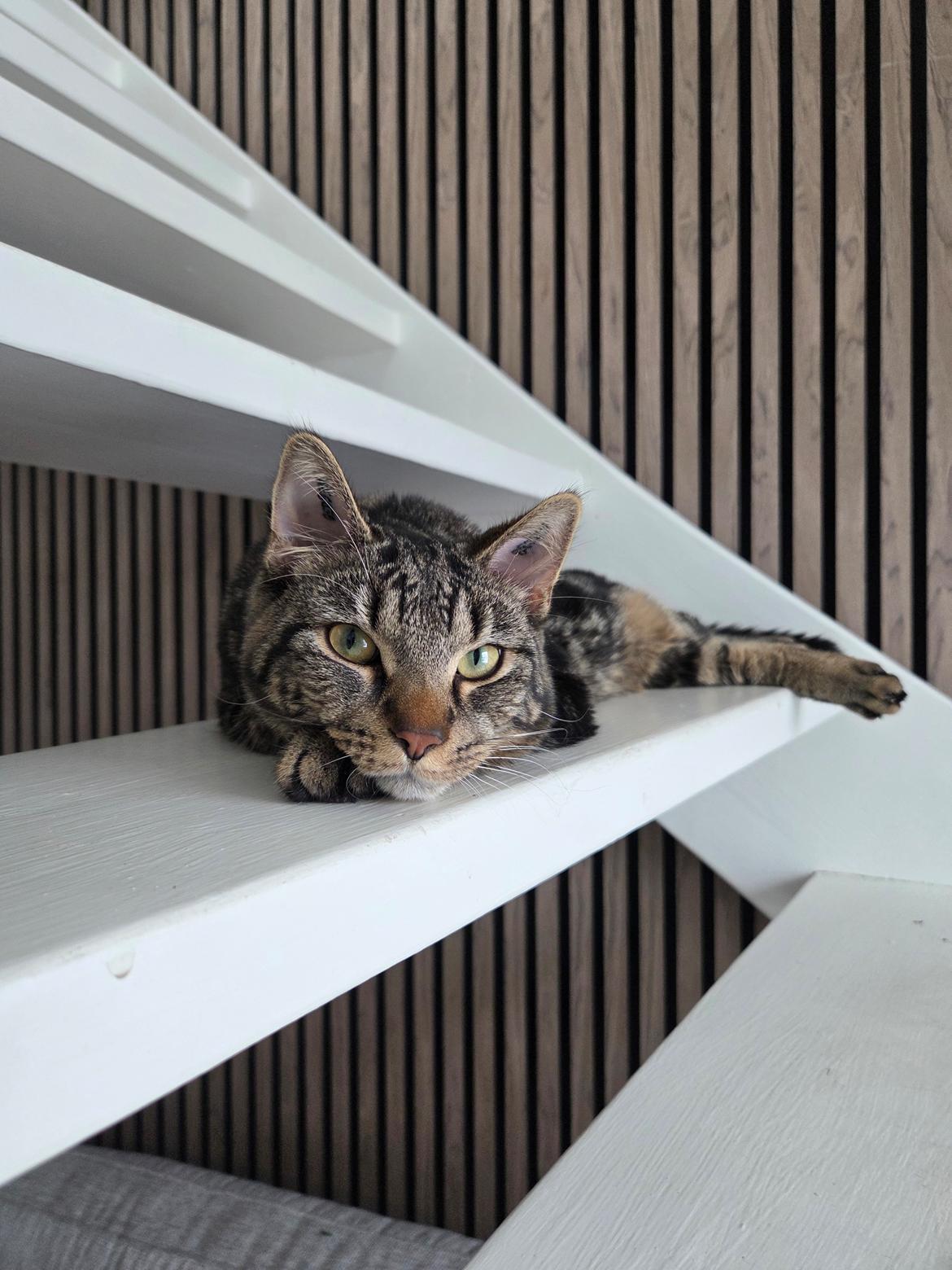 Huskat Kenai billede 1