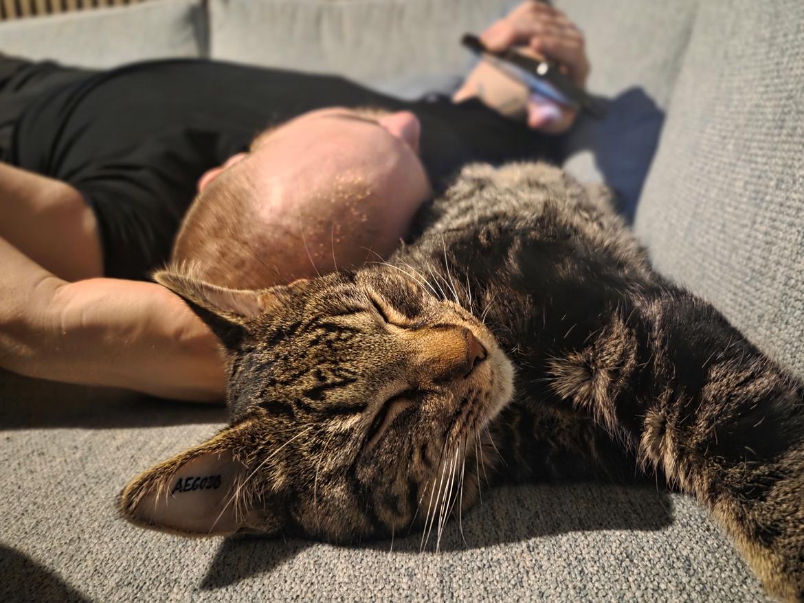 Huskat Kenai billede 4