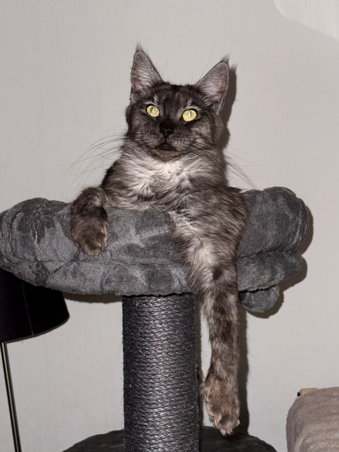 Maine Coon Sisi Aflivet d 25/8-26 billede 1
