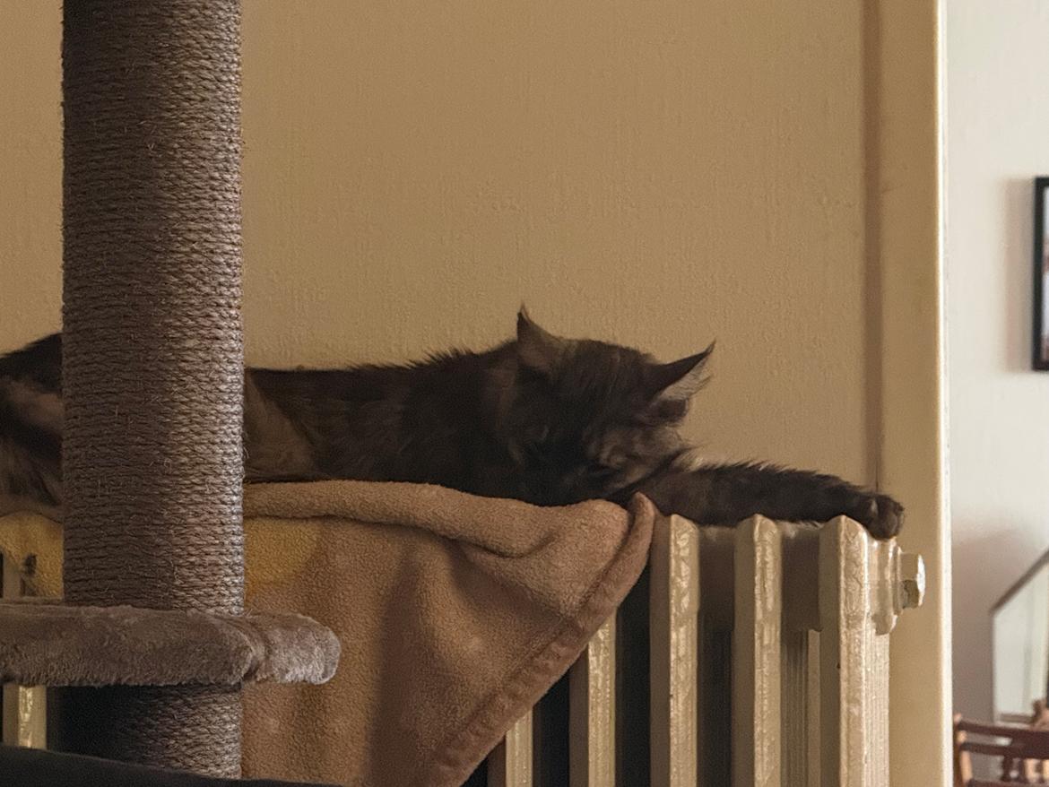 Maine Coon Sisi Aflivet d 25/8-26 billede 3