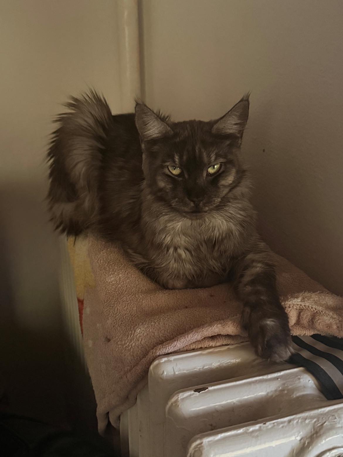 Maine Coon Sisi Aflivet d 25/8-26 billede 4