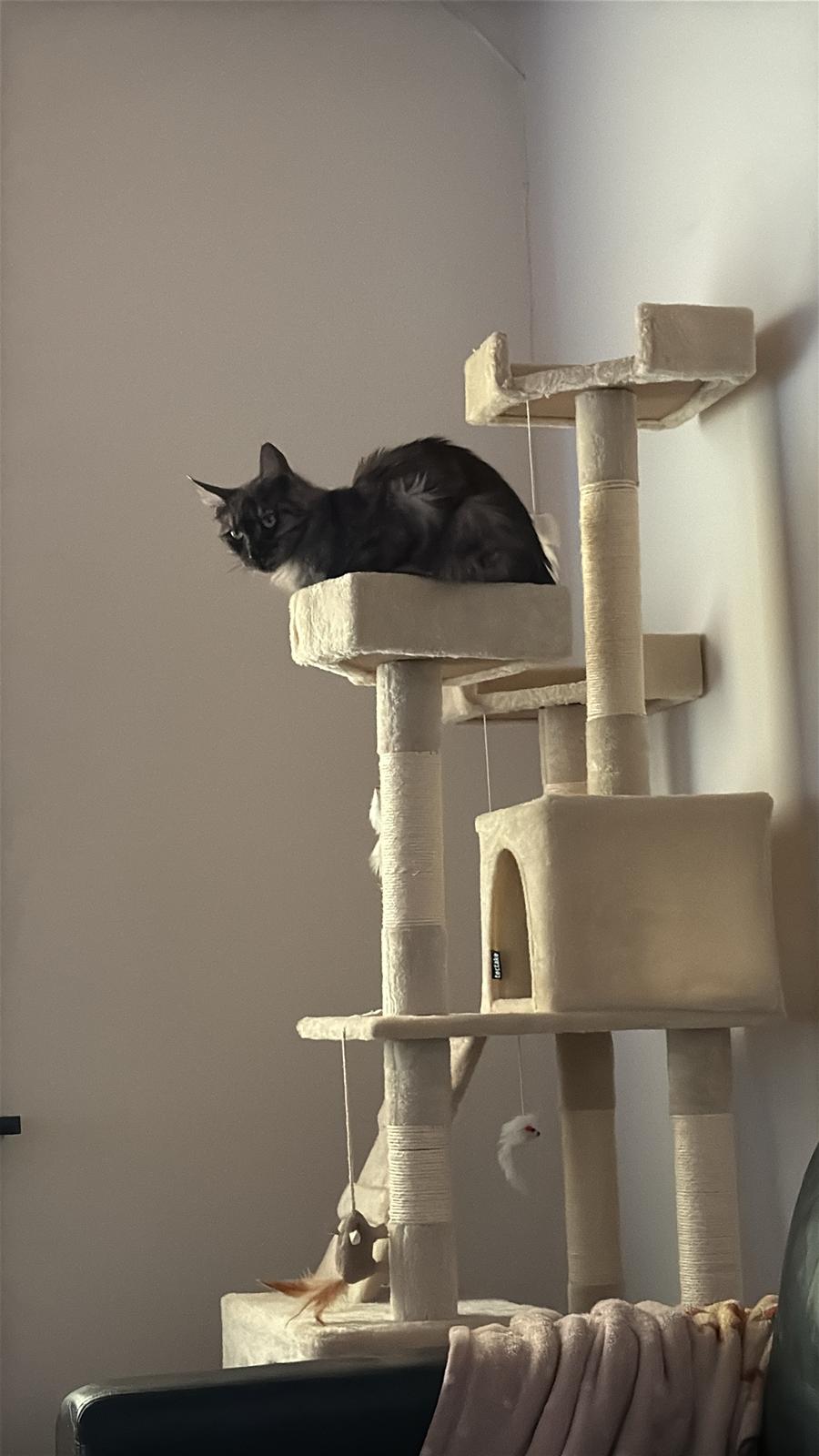 Maine Coon Sisi Aflivet d 25/8-26 billede 5