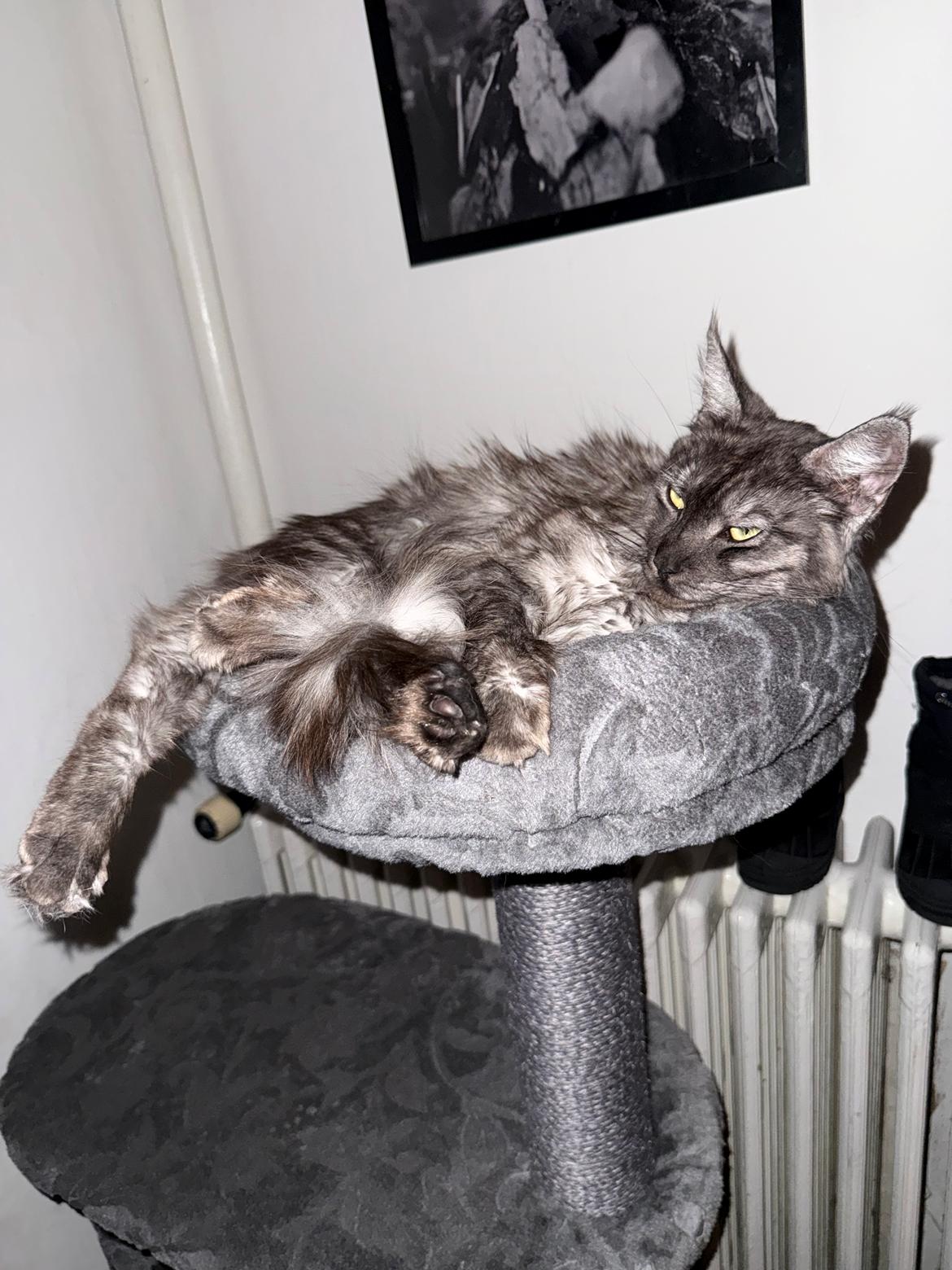 Maine Coon Sisi Aflivet d 25/8-26 billede 6