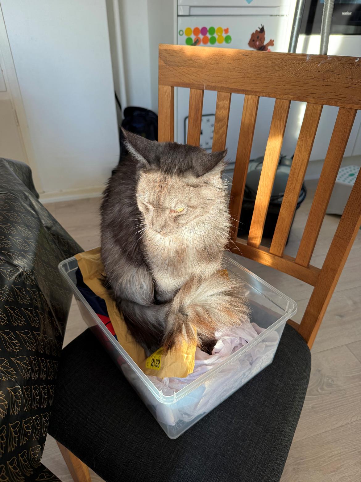 Maine Coon Sisi Aflivet d 25/8-26 billede 7
