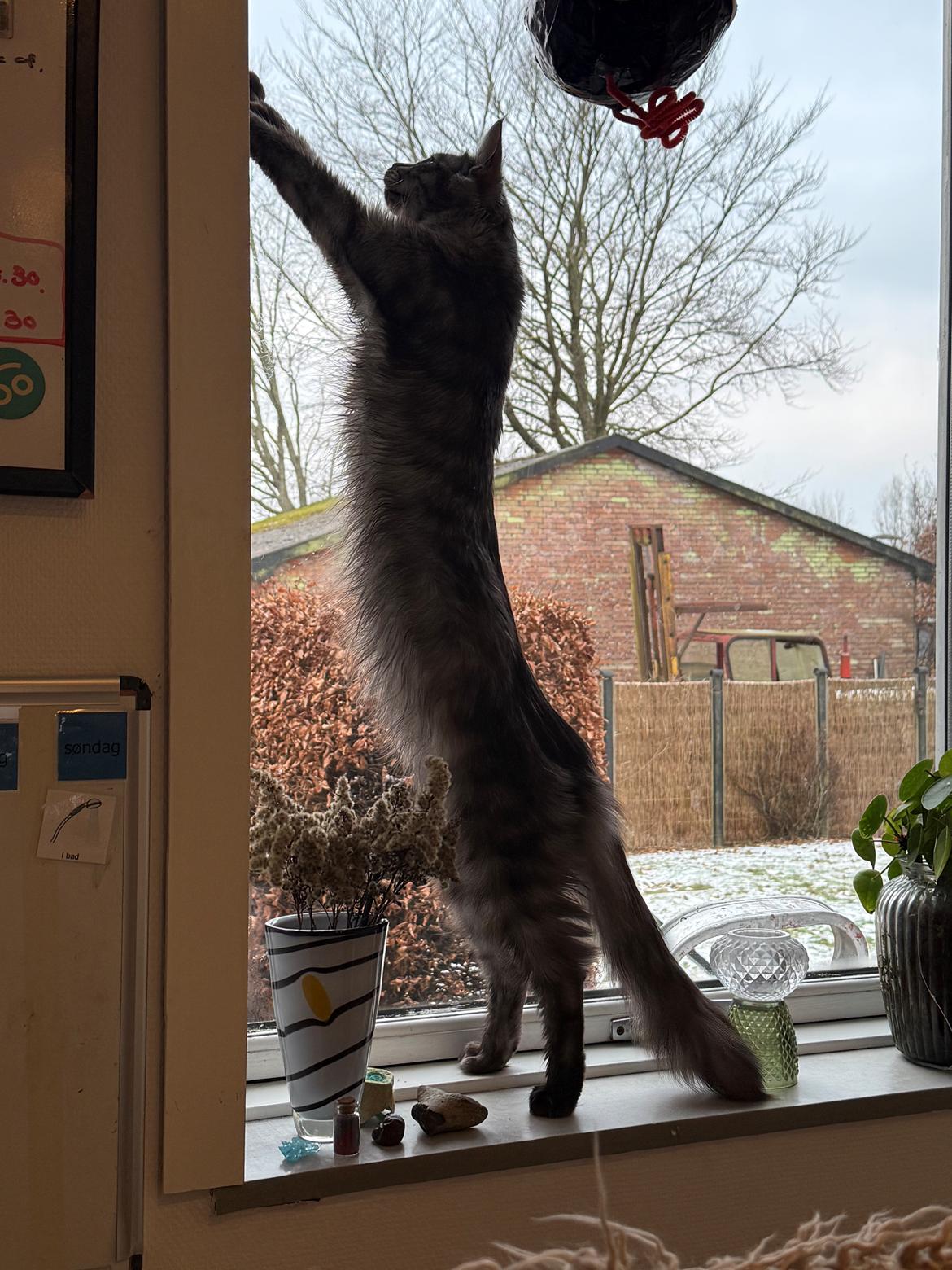 Maine Coon Sisi Aflivet d 25/8-26 billede 8