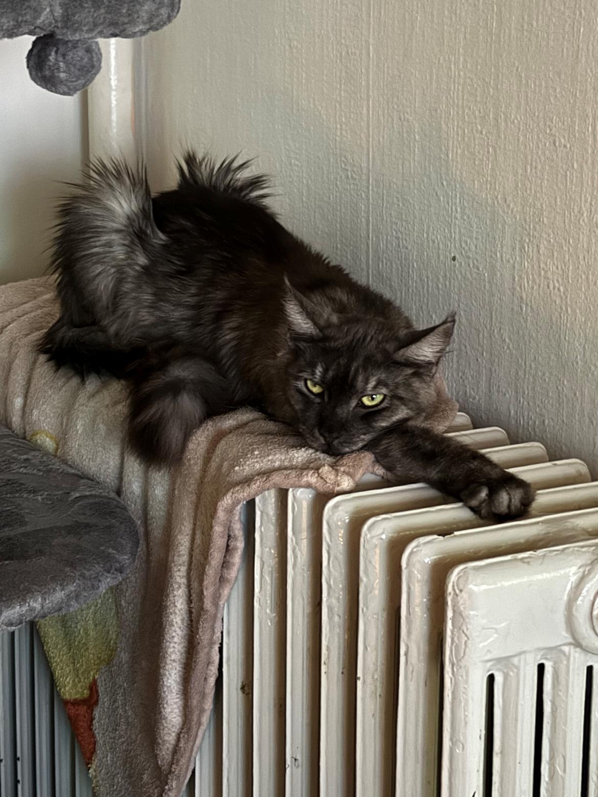 Maine Coon Sisi Aflivet d 25/8-26 billede 2