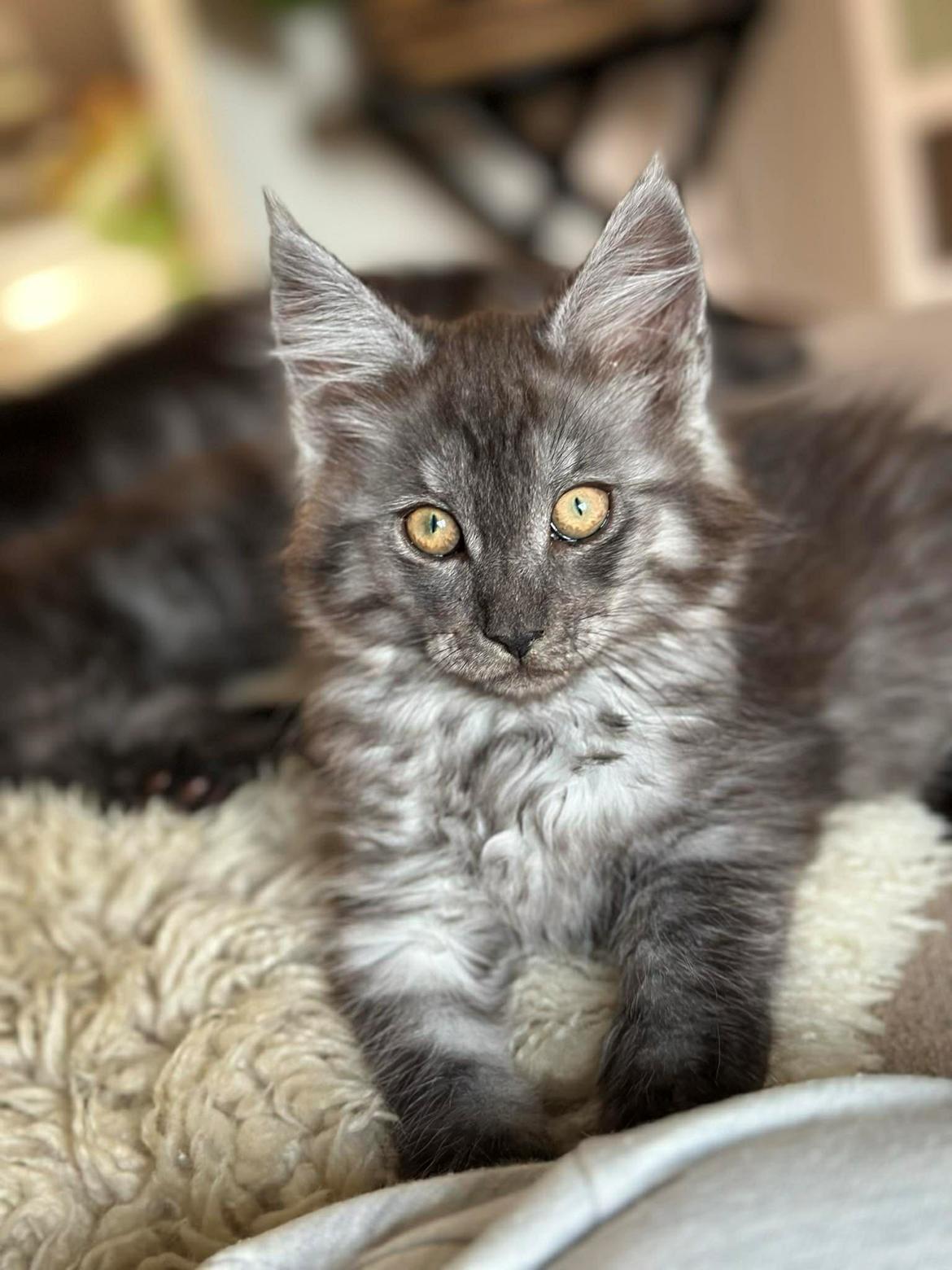 Maine Coon Sisi Aflivet d 25/8-26 billede 9