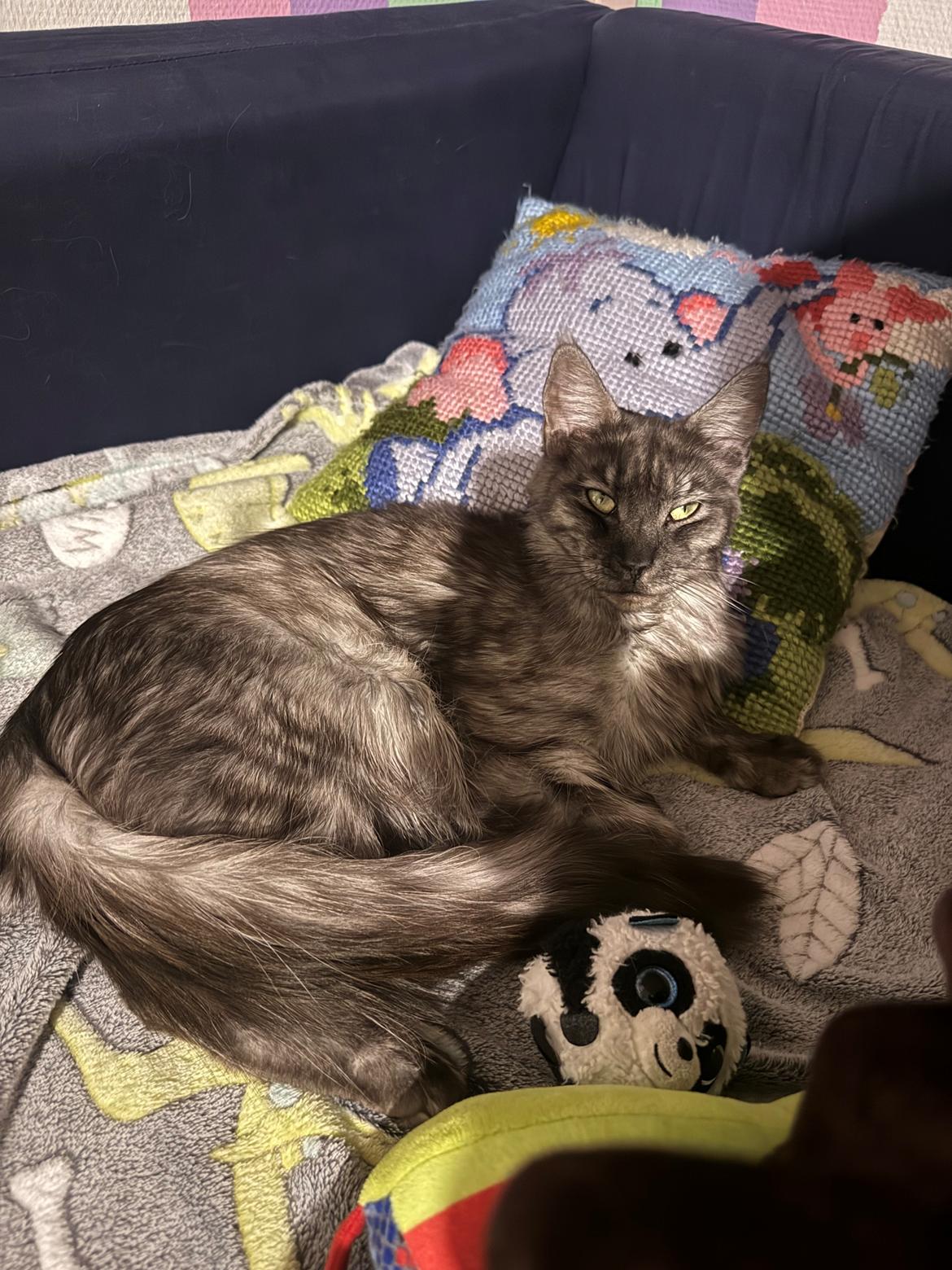 Maine Coon Sisi Aflivet d 25/8-26 billede 10