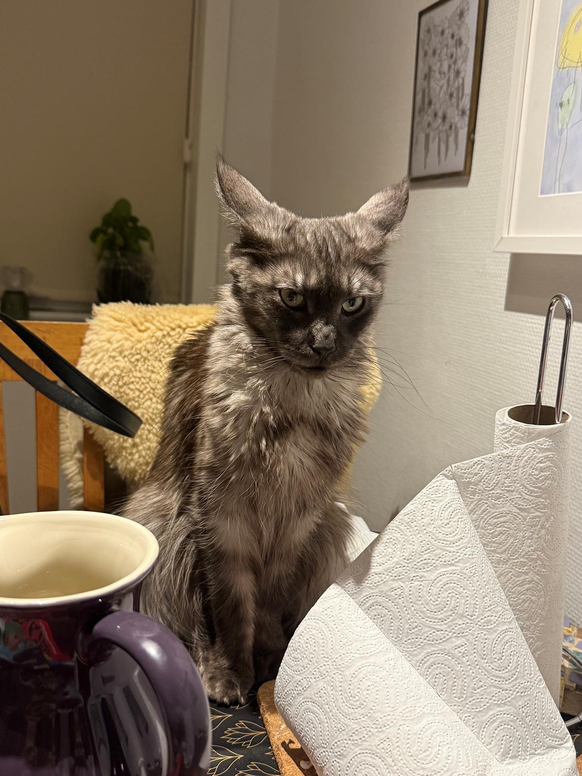 Maine Coon Sisi Aflivet d 25/8-26 billede 12