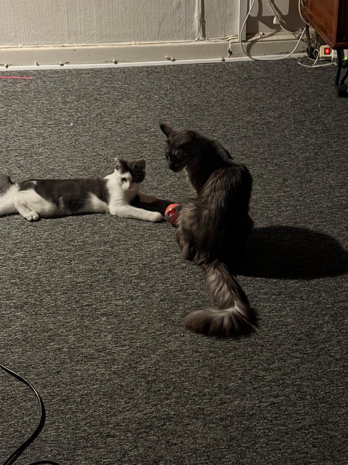 Maine Coon Sisi billede 13