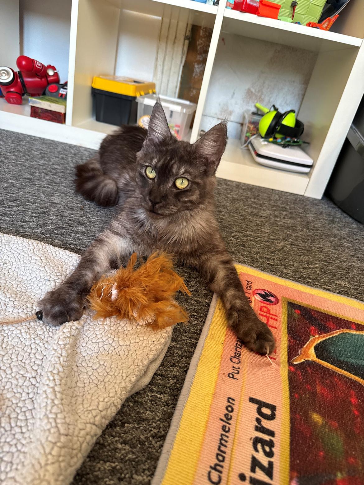 Maine Coon Sisi Aflivet d 25/8-26 billede 13