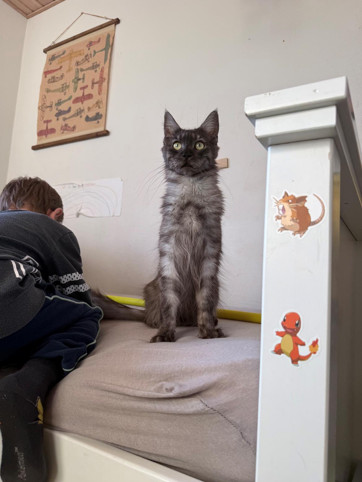 Maine Coon Sisi Aflivet d 25/8-26 billede 14