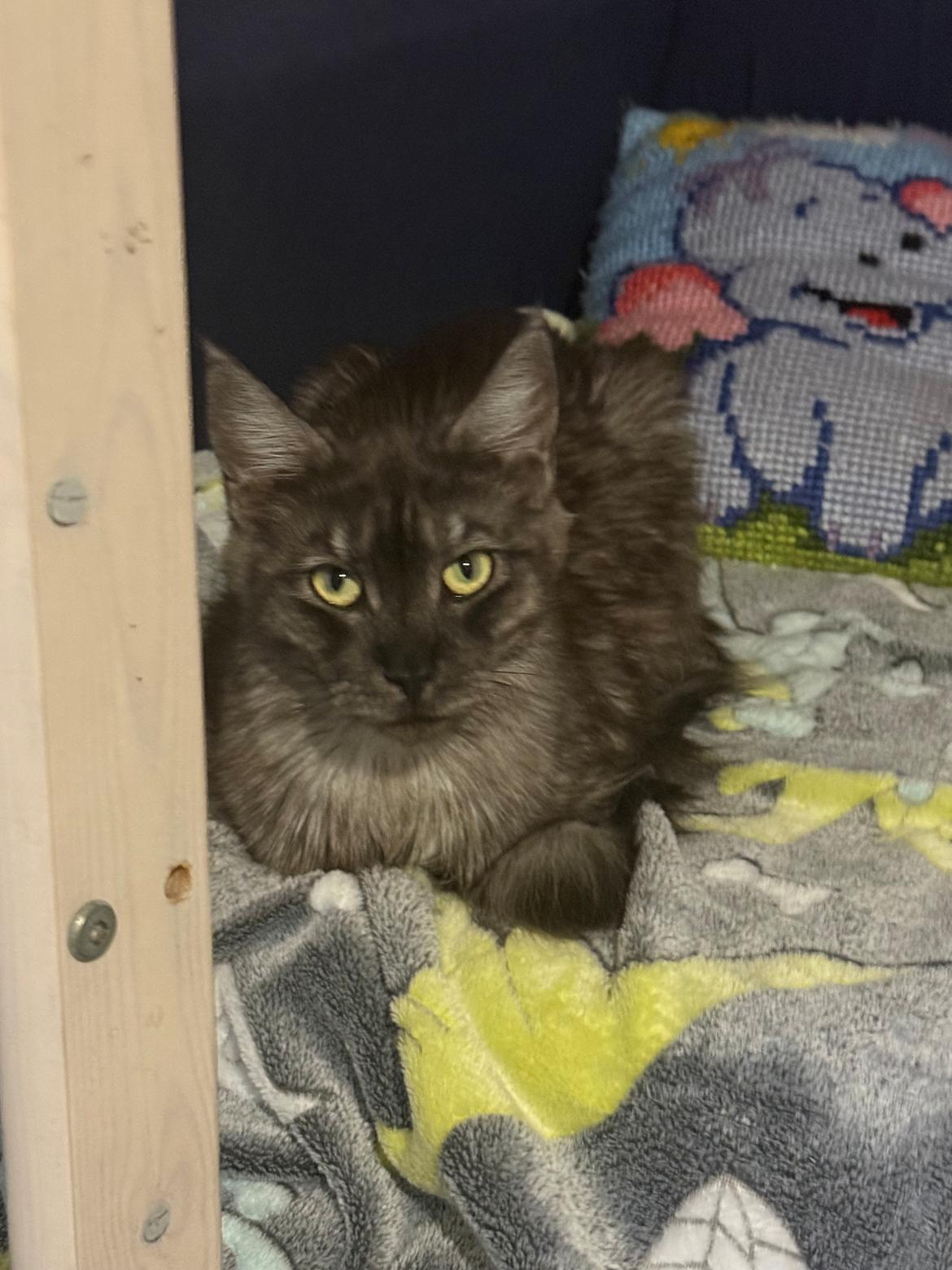 Maine Coon Sisi Aflivet d 25/8-26 billede 11