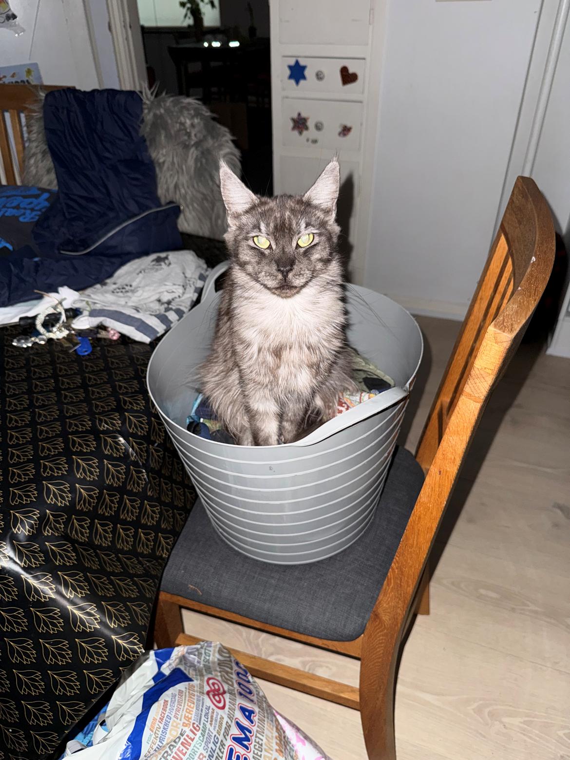 Maine Coon Sisi Aflivet d 25/8-26 billede 15