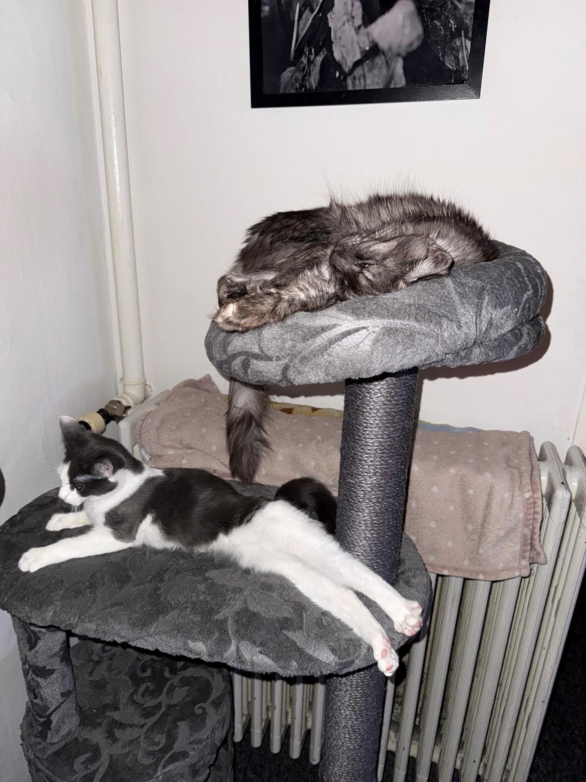 Maine Coon Sisi Aflivet d 25/8-26 billede 16