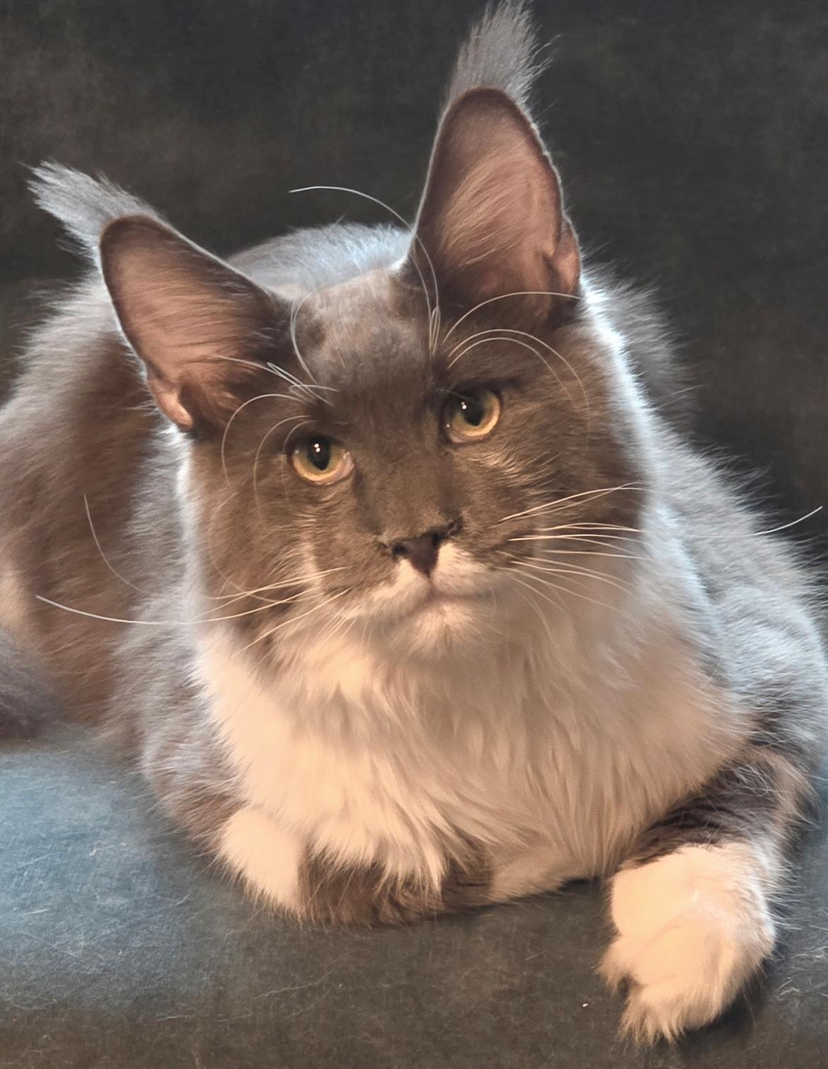 Maine Coon Blackangel's Master Yoda  billede 8