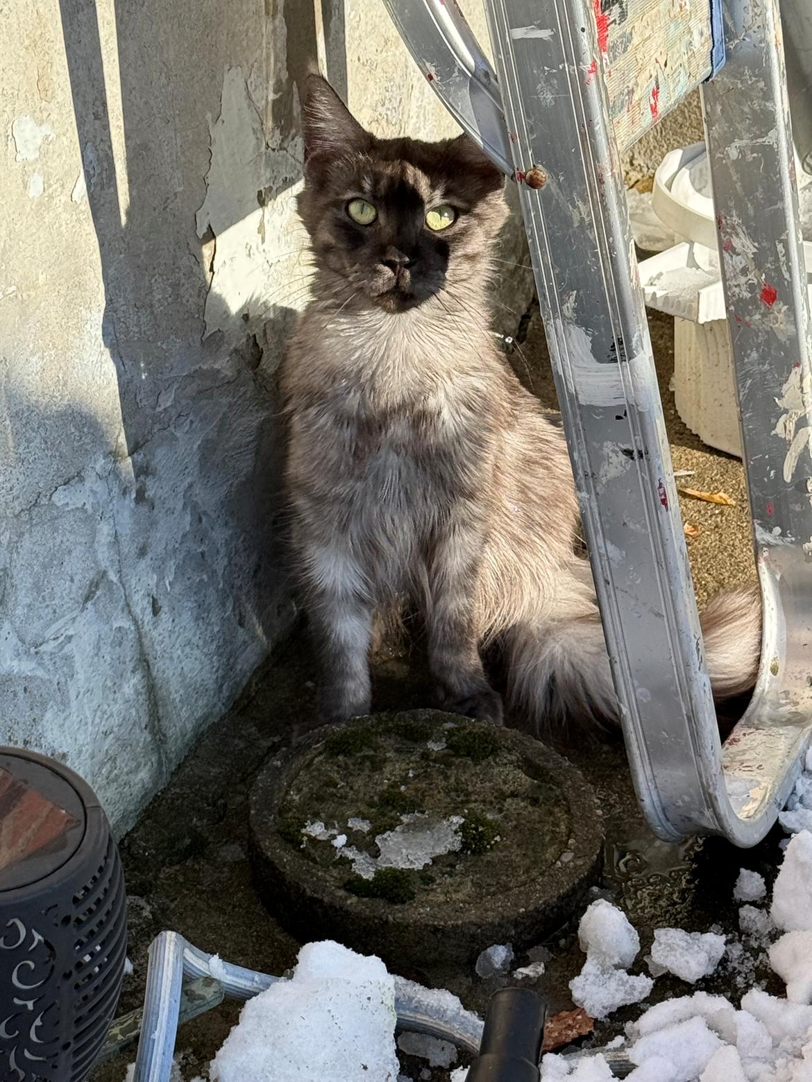 Maine Coon Sisi Aflivet d 25/8-26 billede 17