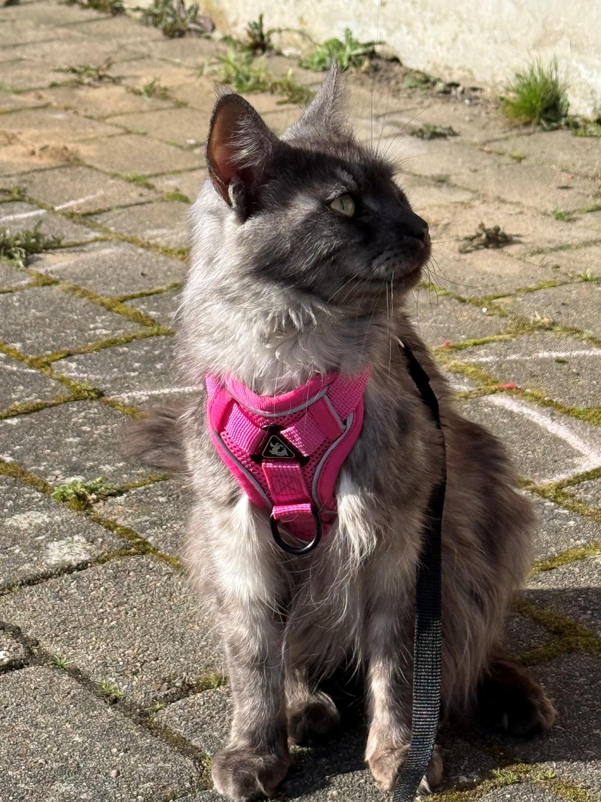 Maine Coon Sisi Aflivet d 25/8-26 billede 18