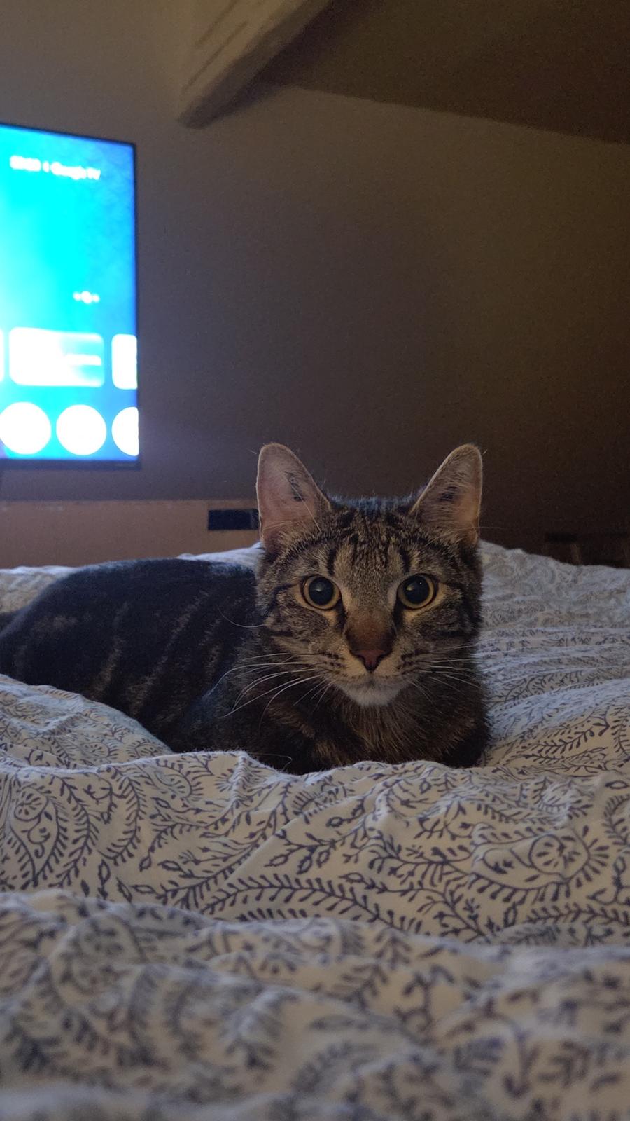 Huskat Kenai billede 9