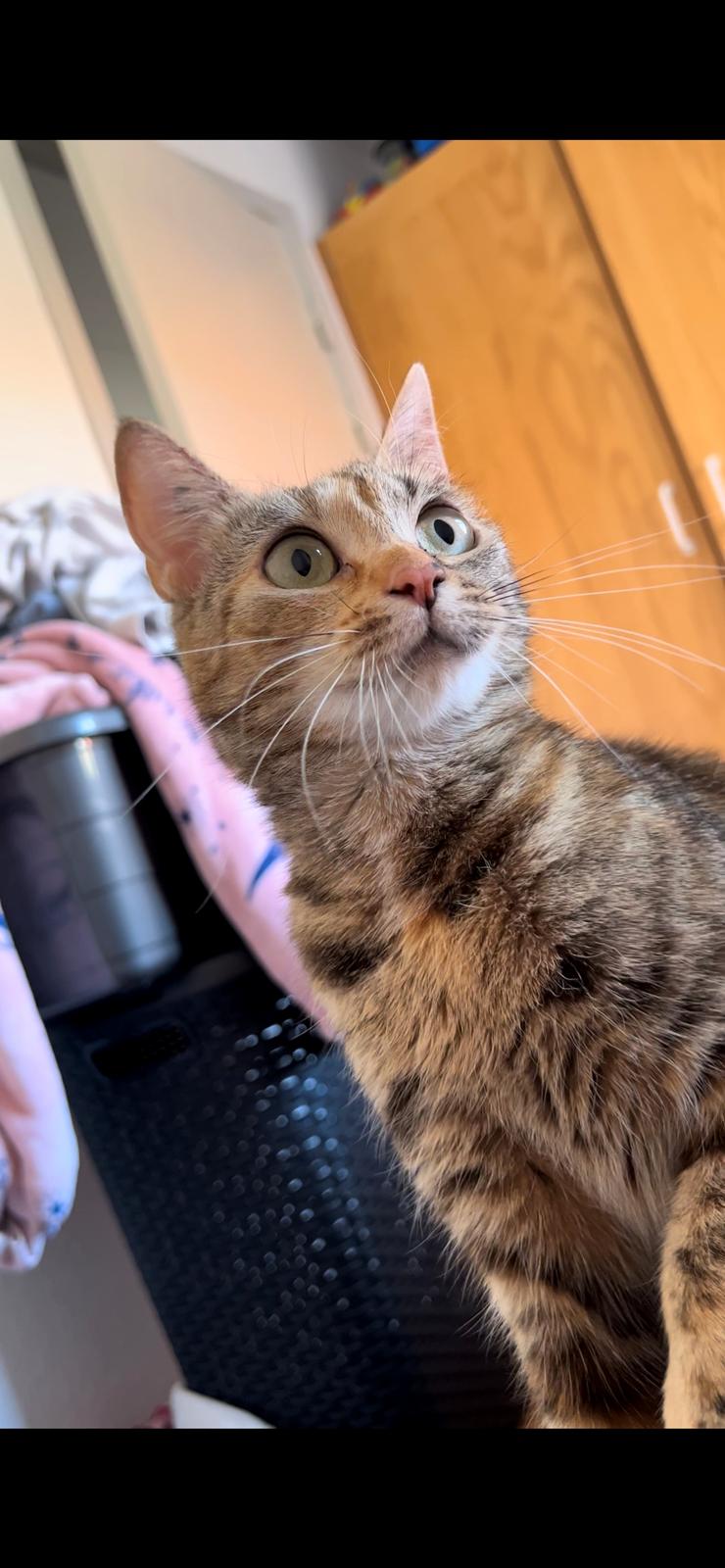 Huskat Bessie billede 2