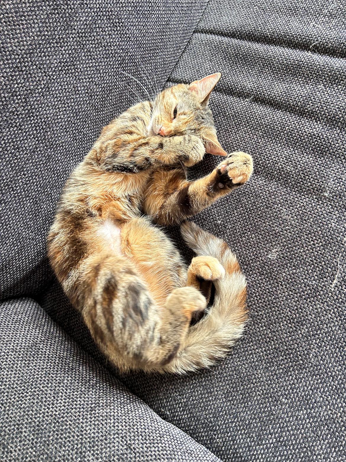 Huskat Bessie billede 3