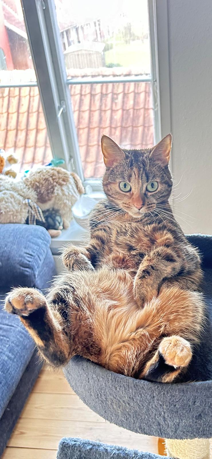 Huskat Bessie billede 5