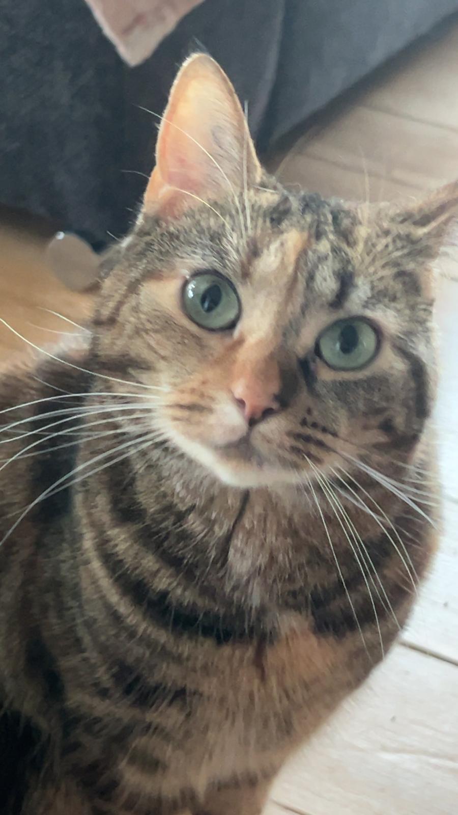 Huskat Bessie billede 6