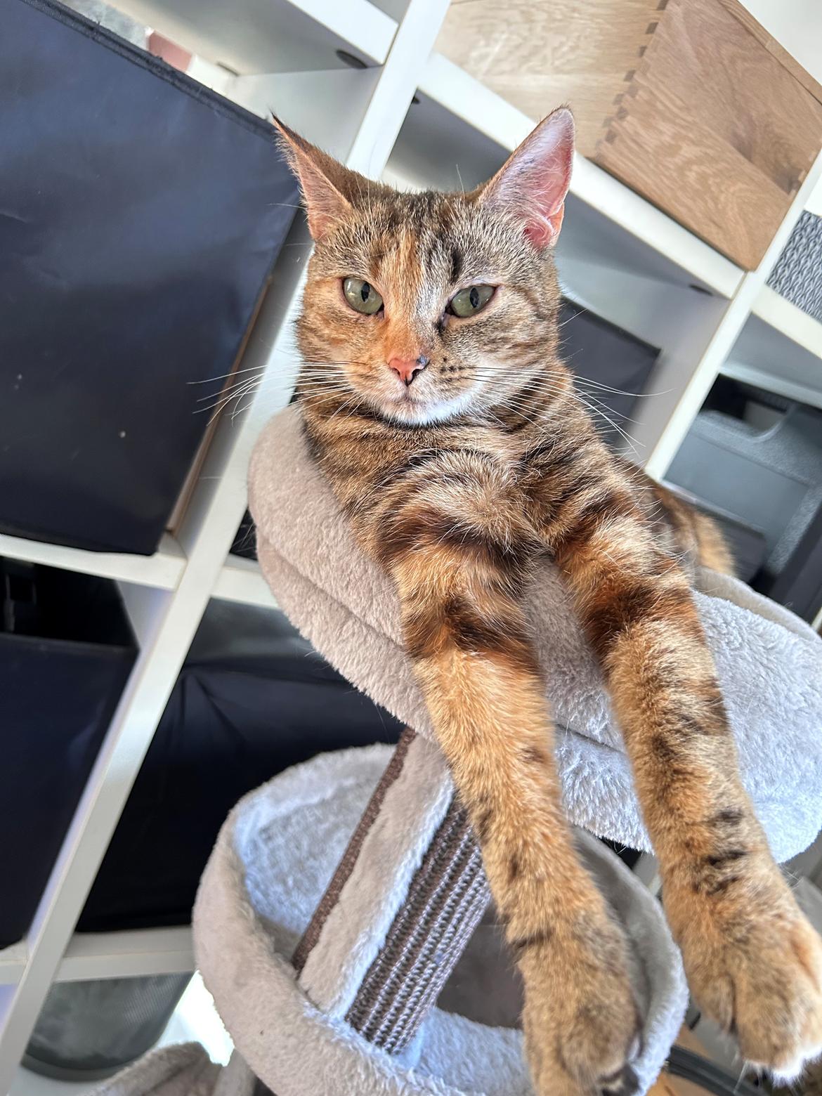 Huskat Bessie billede 4