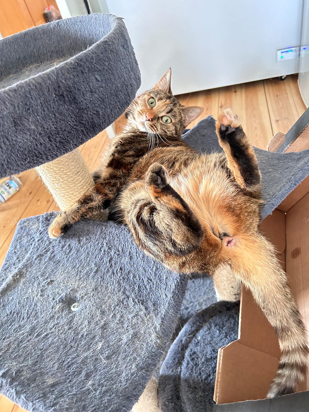 Huskat Bessie billede 8