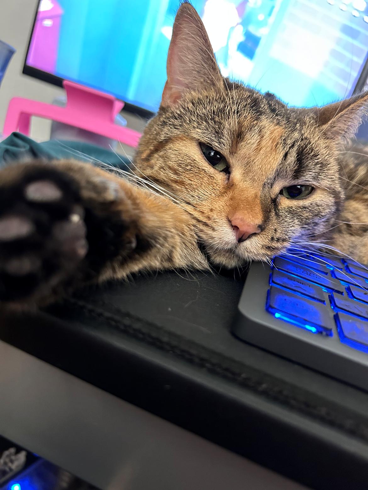 Huskat Bessie billede 9